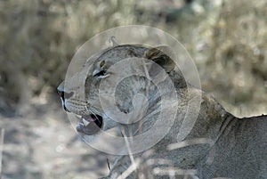 Portrait of a lioness, Gorongosa National Park, Mozambique