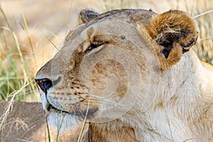 Portrait of a lioness in the grass