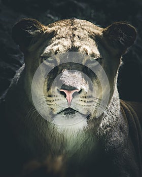 Portrait of lioness intense look Dark style image