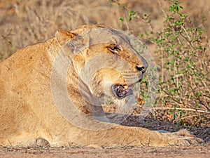 Portrait of a Lioness in Kruger Park