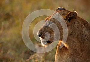 Portrait of Lioness , Masai Mara