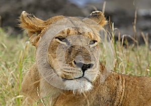 Portrait of a Lioness, Masai Mara