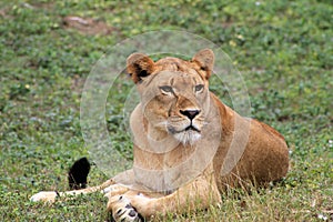 Portrait lioness poses