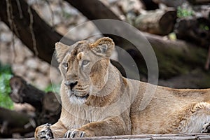 A portrait of a lioness relaxing on grass in a park in Israel