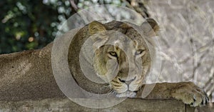 Portrait of a Lioness