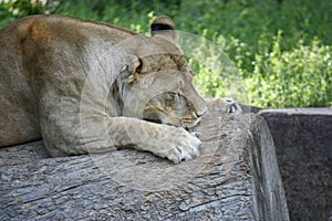 Portrait of a lioness resting in a relaxing pose on a sunny day