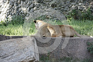 Portrait of a lioness resting in a relaxing pose on a sunny day