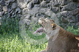 Portrait of a lioness resting in a relaxing pose on a sunny day