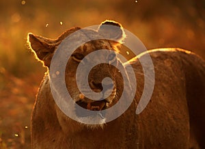 Portrait of a Lioness during sunset, Masai Mara