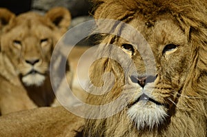 Portrait of a lions photo
