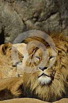 Portrait of a lions