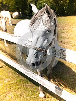 Portrait of Lipizzaner stallion