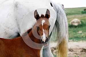 Portrait of a little bay foal near a mare