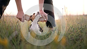 Portrait of little beagle puppy. Woman stroking dog on nature backdrop. Happy lovely pet, new member of family. Doggy