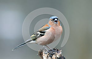 Portrait of little beautiful bird Finch singing trill in spring photo