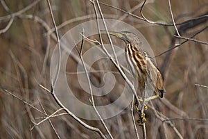 Portrait of a Little Bittern, Asker marsh, Bahrain photo