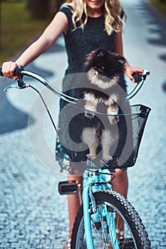 Portrait of a little blonde girl in a casual dress, holds cute spitz dog. Ride on a bicycle in the park.