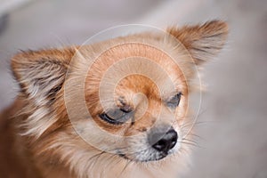 Portrait of a little brown Chihuahua dog