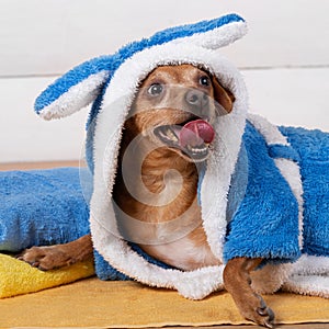 Portrait of a little brown dog in a blue terry bathrobe, sticking out his tongue, concept of spa procedures and