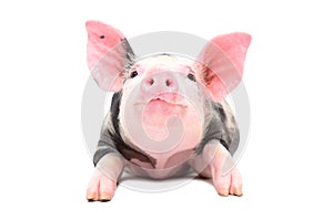 Portrait of a little cheerful pig