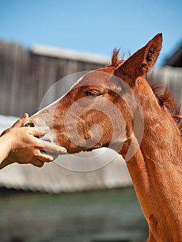 Portrait of  little chestnut foal of sportive breed cherishing by hands