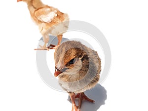 Portrait of little chicken, two chicks run. Two brown and yellow chicken chicks are two weeks old. Small chickens with shadow