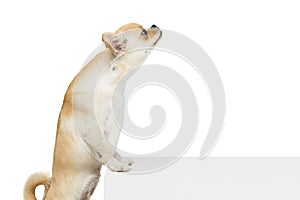 Portrait of little chihuahua dog standing on hind legs, leaning on box, posing isolated over white studio background