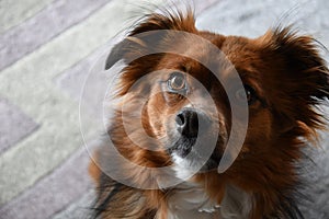 Mixed-breed dog observes attentively and intensively something in its environment photo