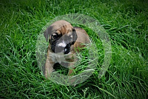 Portrait of a little cute brown puppy, a small dog, on the green grass