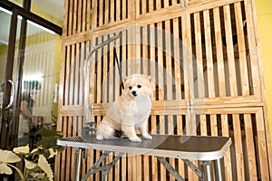 Portrait of little cute dog ready for grooming at pet spa salon