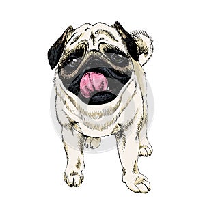 Portrait of little cute pug. Hand drawn colored vector illustration. Engraved detailed domestic dog drawing. Isolated on