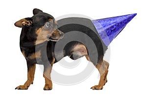 Portrait of little dog