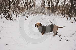 Portrait of a little dog, dressed in a coat