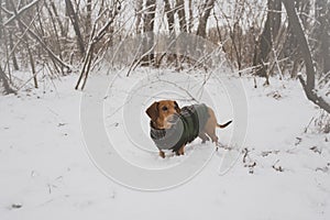 Portrait of a little dog, dressed in a coat