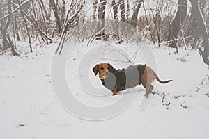 Portrait of a little dog, dressed in a coat