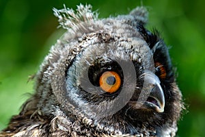 Portrait of a little eared owl on a background of green grass