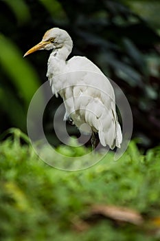 Portrait of little egret standing fom side angle