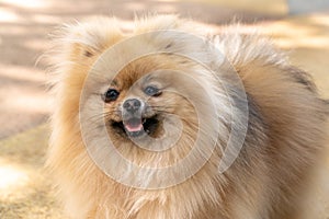 Portrait of a little fluffy Pomeranian puppy smiling