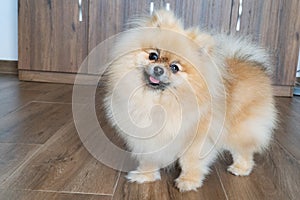 Portrait of a little fluffy Pomeranian puppy. Smiling pomeranian dog