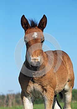 Portrait of a little foal of draught breed