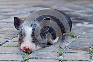 Portrait of little funny black vietnam piglet lying on ground