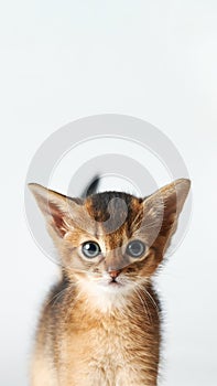 Portrait of a little funny brown kitten. purebred abessin kitten is looking at the camera with copy space