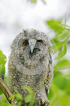 Portrait of a little funny fluffy owl in a Sunny spring forest
