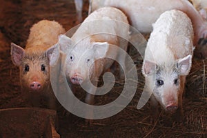 Portrait of a little funny piglet on a farm/Little piglet