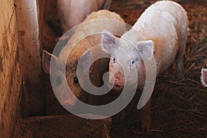 Portrait of a little funny piglet on a farm/Little piglet