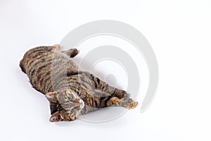 Portrait of little mongrel cat of tabby color lying down on white background. Playful kitten with green eyes and expressive seriou