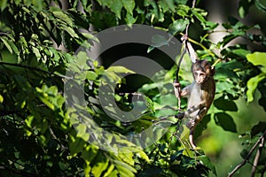 Portrait, little monkey or Macaca is dangling, looking like Tarzan on a branch. It`s cute, fun, misbehave, happy, on the tree. photo