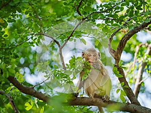 Portrait, Little monkey or Macaca sit alone on the tamarind tree it enjoys eating green leaves in the natural tropical forest,