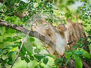 Portrait, Little monkey or Macaca sit alone on the tamarind tree it enjoys eating green leaves in the natural tropical forest,