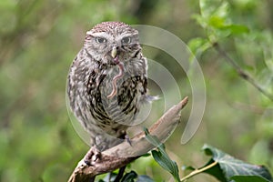 Portrait of a little owl feeding